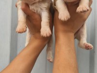 Cavalier king charles