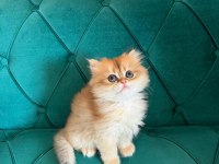 Pamuk Prenses Kediler