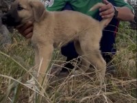 Kangal - Anadolu Çoban Köpeği Ve Akbaş Yavrusu