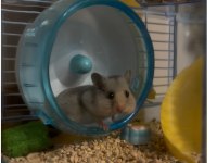 3 Aylık Suriye Hamster Sahiplendirme