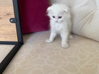 Erkek kırık kulak 2 aylık yavru