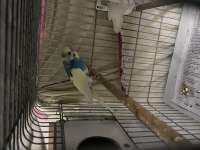 Tecrübeli erkek muhabbet kuşu