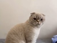 Scottish Fold Kedimiz Ankara