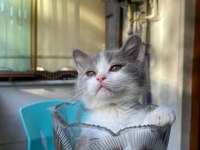 Irk garantili british shorthair bebeklerimiz