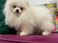 Ankaranın en kaliteli ayı suratlı pomeranian yavruları