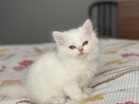 SAFKAN İRAN PERSİAN YAVRULARIMIZ YENİ YUVASINI BEKLİYOR