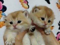 British Shorthair Golden Yavru