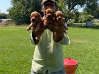 Maltipoo yavrular bir birinden güzel tatlı