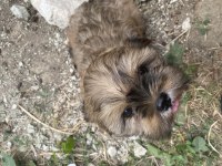 2,5 aylık güzel gözlü shih tzu kızlarım