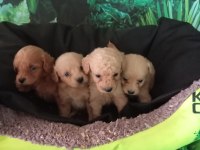 IRK VE SAĞLIK GARANTİ MALTİPOO YAVRULARIMIZ