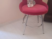 Adı şans çok oyuncu kedimiz