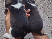 ÇİFTLİKTEN BEAGLE YAVRULAR