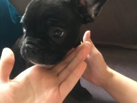 FRENCH BULLDOG YAVRULARIMIZ HENÜZ 30 GÜNLÜK