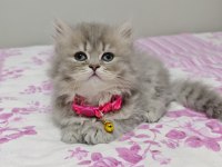 Safkan british shorthair blue golden minnaklarım