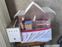 2 yaşında çift sultan 3 bin son hemen vereceğim