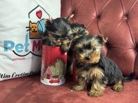 Petmode köpek çiftliğinden tea cup yorkshire terrier