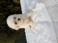 Maltese dişi yavrumuz