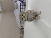 2 dişi ve 2 erkek british longhair