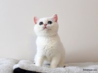 KAR PRENSESİ ZÜMRÜT GÖZLÜ BRİTİSH SHORTHAİR BEBEK