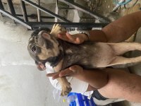 Lilac Tan Dişi French Bulldog