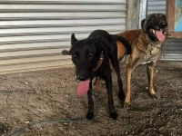 A kalite malinois beslemek isteyenler buyursun