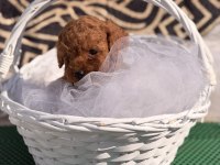 Toy poodle yavrularımız kore hazır