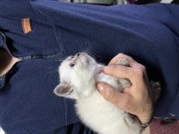 Sevgiyle Büyütülmüş British Shorthair Yavrular