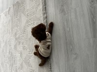 Dişi Toy Poodle