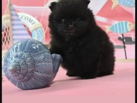 Siyah Pomeranian Boo