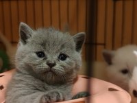 Böyle british shorthair güzellik görülmedi