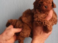 Toy poodle yavrular