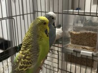 Show jumbo muhabbet kuşu