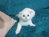 3 aylık yavru kedimiz
