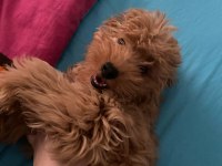 Toy poodle ve maltipoo köpeklerimizi sahiplendirme