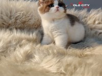 Kralın dönüşü safkan british teddy