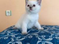 BİRBİRİNDEN GÜZEL YAVRU KEDİLER