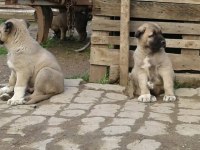 IRK GARANTİLİ KANGAL YAVRULARI