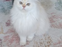 Secereli British Longhair Yetişkin Dişi BY1133
