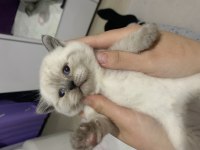 British shorthair 1 aylık