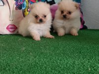 Pomeranian yavrularımız