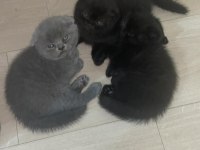40 günlük scottish fold erkek