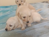 Safkan English Creamy Golden Retriever