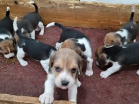 Safkan ırk garantili beagle yavrular