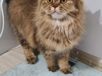 1 yaşında dişi british longhair cipi var aşıları tamam