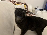 Scottish fold kedimize yuva arıyoruz