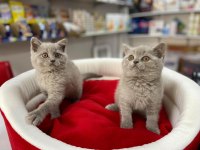 Pırıl Pırıl Blue Lilak British Shorthair Bebekler