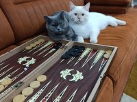 Anne oğul british shorthair kedilerim