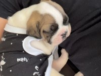 French buldog 1.5 aylık