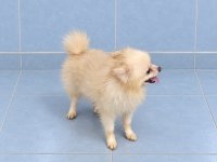 Yeni yuvasına gitmeye hazır pomeranian