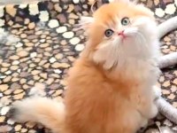British Longhair Kedisi